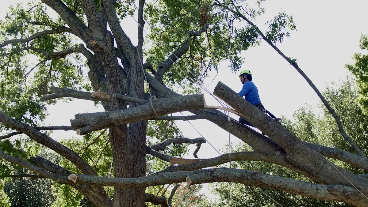 Professional Crown Thinning performed by certified arborists in Hebbronville