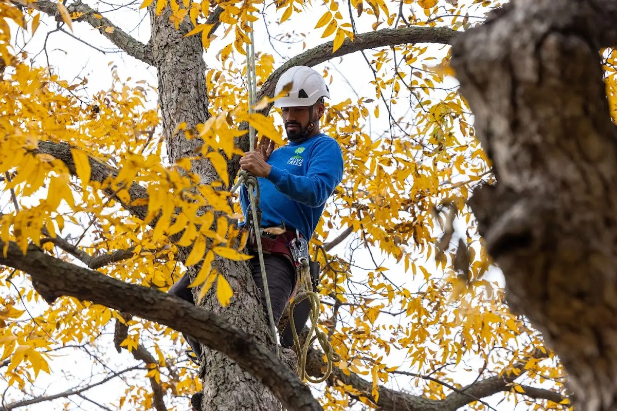 Skilled Tree Trimming crew working in Hebbronville